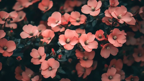 Coral Blooms Whisper Against Darkness
