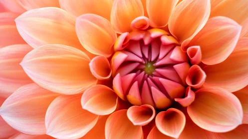 Macro study of orange dahlia petals with radial heart forms.