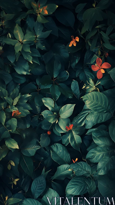 Dark green foliage with scattered orange-red flowers.