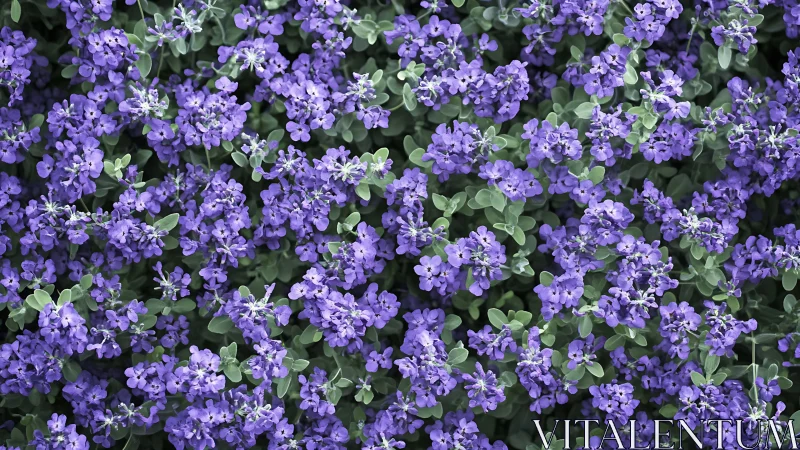 Purple Verbena Blooms Filling Garden Space.