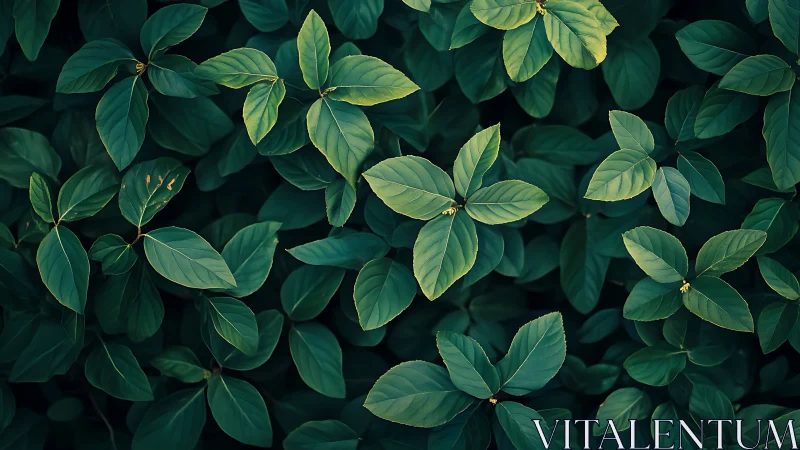 Calm green leaves offering a quiet moment of gentle rest.