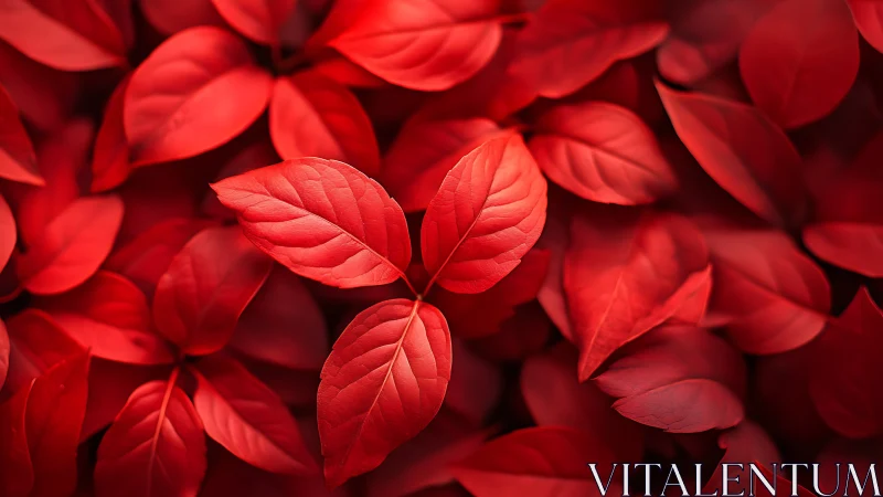 Crimson leaf chorus quietly crowns a single sharp cluster