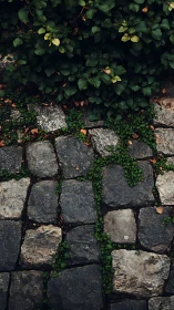 Stone path overgrown by lush groundcover and hedge