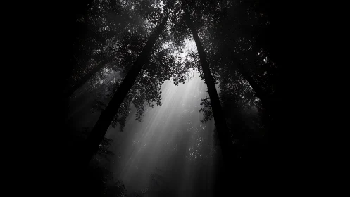 Sunbeams pierce dense forest canopy in monochrome silence.