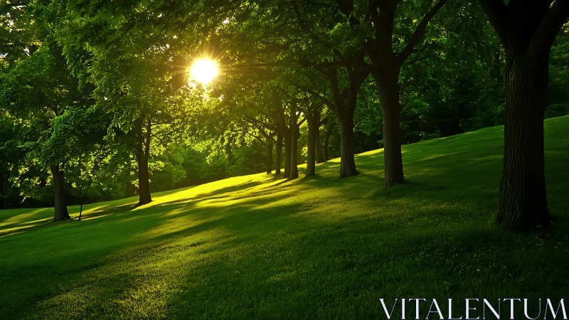 Sunlight streaming through lush green trees in serene park landscape.