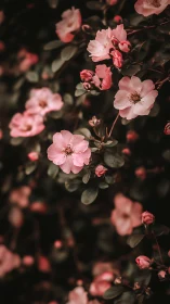 Pink roses bloom against dark background in natural light composition.