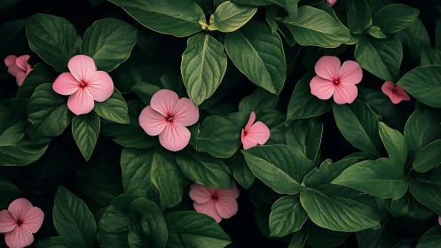Soft pink blossoms resting gently in deep emerald leaves.