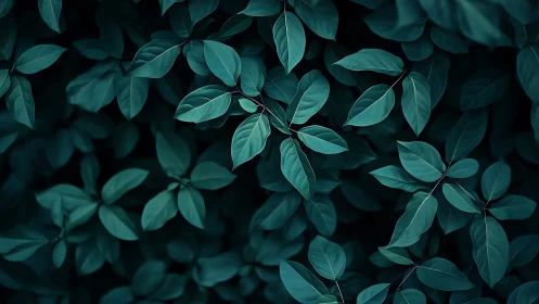 Gently layered teal leaves in a calm, softly shadowed garden.