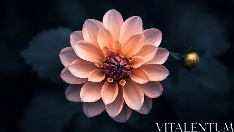 Macro-Rendered Dahlia with Petal Stratification and Chiaroscuro Lighting