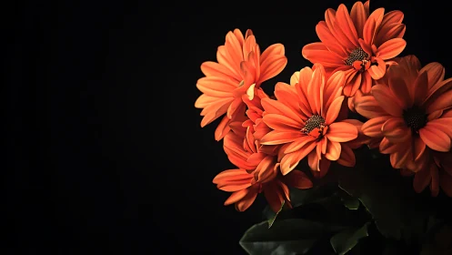 Vibrant gerbera daisies with layered petals against dramatic black background.