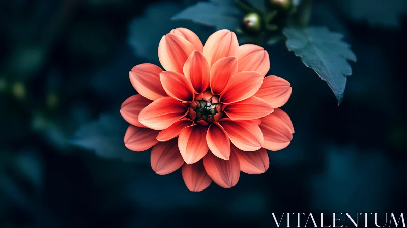 Radiant Coral Dahlia Blooms Against a Moody Garden Backdrop