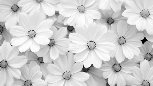 Monochromatic Daisy Clusters with Radial Petal Geometry