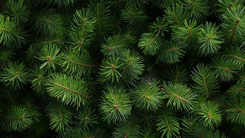 Evergreen pine needles forming lush forest texture pattern.