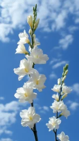 White Gladiolus Flowers Against Blue Sky