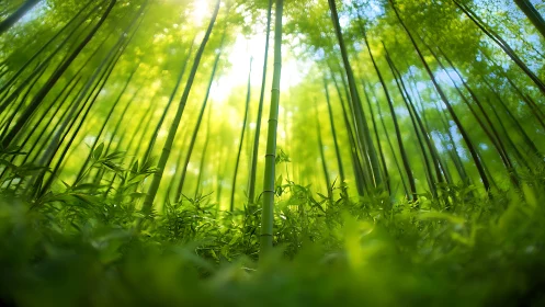 Sunlit bamboo grove with lush green understory perspective.