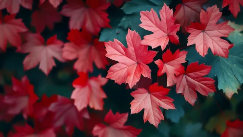 Crimson maple foliage rendered in shallow-focus digital study