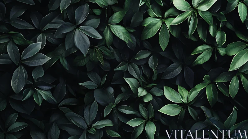 Lush dark green foliage forms a serene botanical backdrop