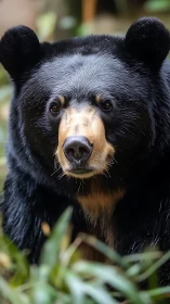 Close frontal portrait of black bear in natural foliage.