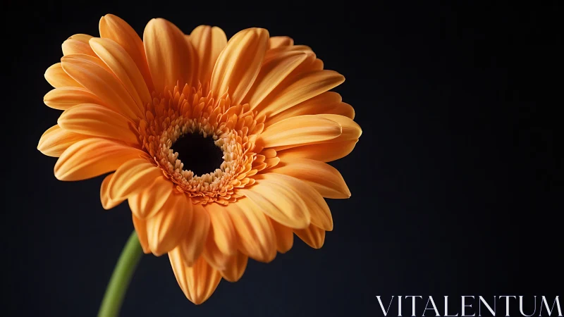 Orange gerbera daisy in dramatic low key studio lighting.