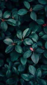 Dark green foliage with scattered emerging red leaf tips.