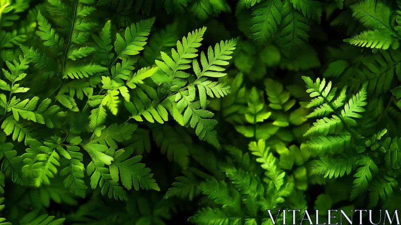 High-contrast macro study of overlapping fern fronds under dappled light