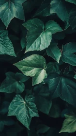 Deep green heart shaped leaves in soft forest shade.