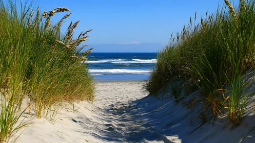 Sand path through coastal dunes leads directly to blue ocean