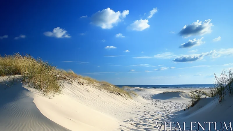 Whispering dune trail under a bright saltwater sky.