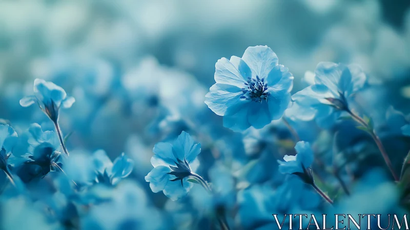 Shallow Depth-of-Field Macro Study of Blue Petaled Flowers.