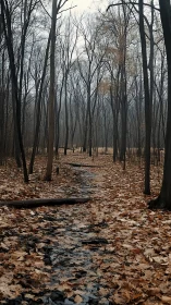Bare Forest Stream. Winter Grove Path through Skeletal Trees.