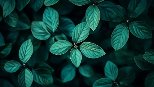 Dark green foliage with sharp leaf detail in soft focus.