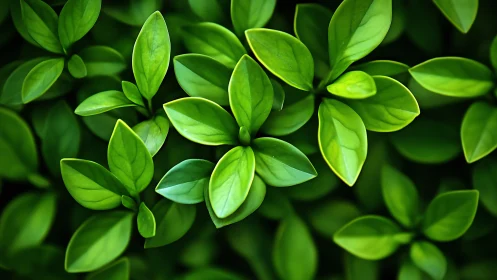 Close view shows dense arrangement of overlapping green leaves