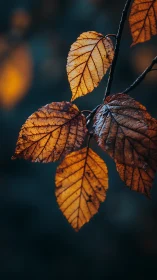 Ember-kissed autumn leaves glowing against midnight dusk.