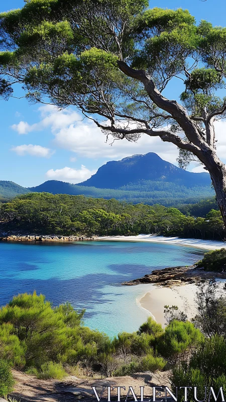 Sentinel Tree Frames Paradise Beach Below Mountain's Emerald Watch