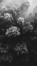 Monochrome aerial view of dense forest canopy in fog.