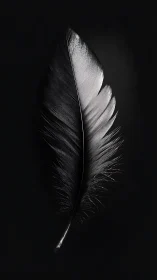 Single black feather glows softly against deep darkness.
