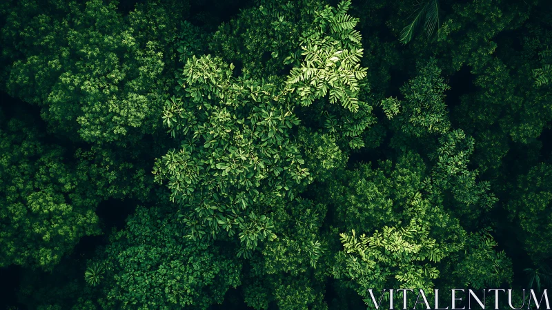 Overhead view of dense green forest canopy structure.