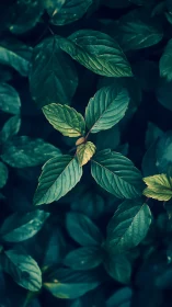 Close-up view of green foliage with central leaf cluster.