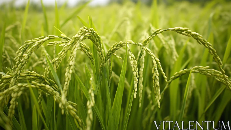 Macro study of ripening rice panicles in soft field light.