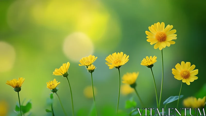 Yellow daisies aligned against soft green bokeh background.