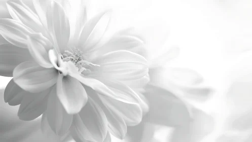Monochromatic dahlia portrait with soft focus depth of field technique.
