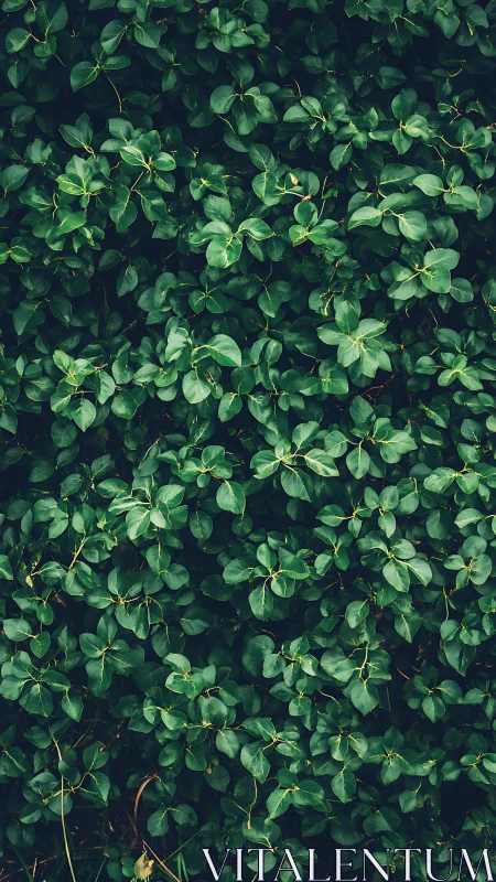 Dense green foliage background with overlapping leaves.