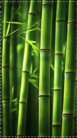 Vertical green bamboo stalks stand densely in soft focus