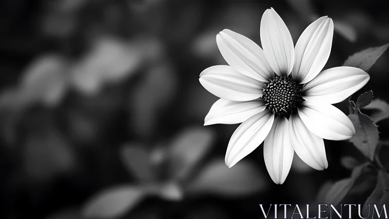 Monochrome Daisy's Radiant Center Stage.