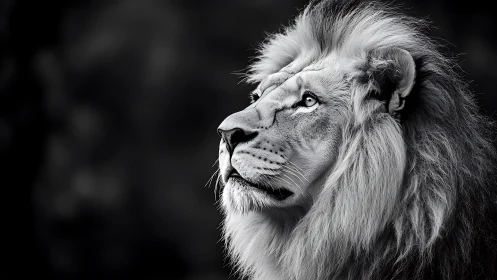 Black and white lion portrait with focused upward gaze.