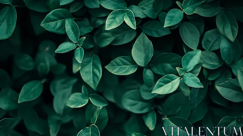 Quiet emerald leaves weaving a calm green hideaway.