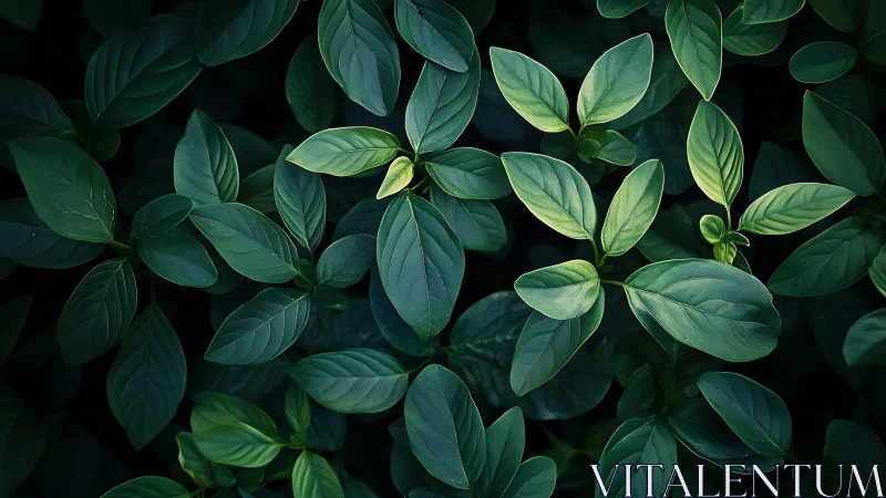 Dense green foliage with layered oval leaves pattern.