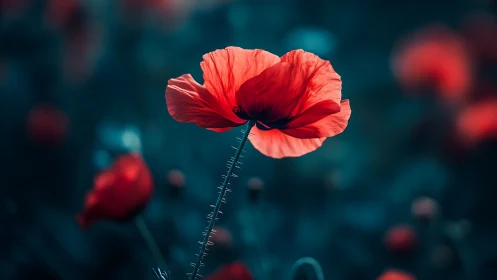 Red poppy flower in sharp focus against soft teal backdrop