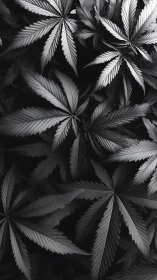 Monochrome cannabis leaves with layered overlapping forms.