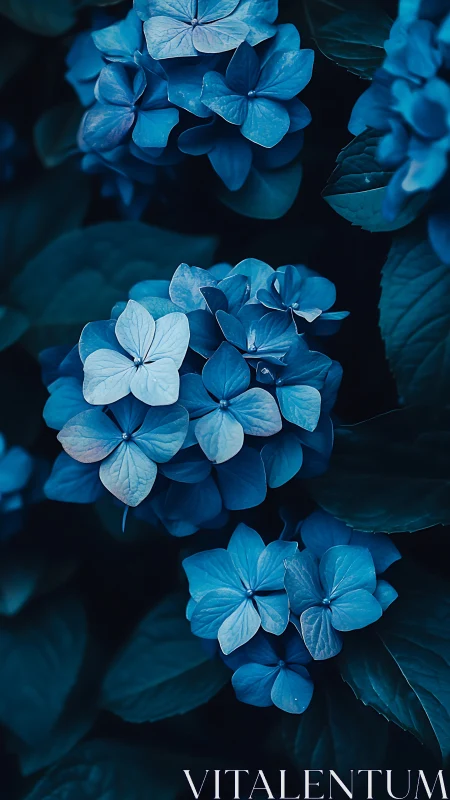 Blue Hydrangea Flower Clusters in Cool Monochromatic Lighting
